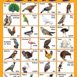 Foam Board Educational Charts